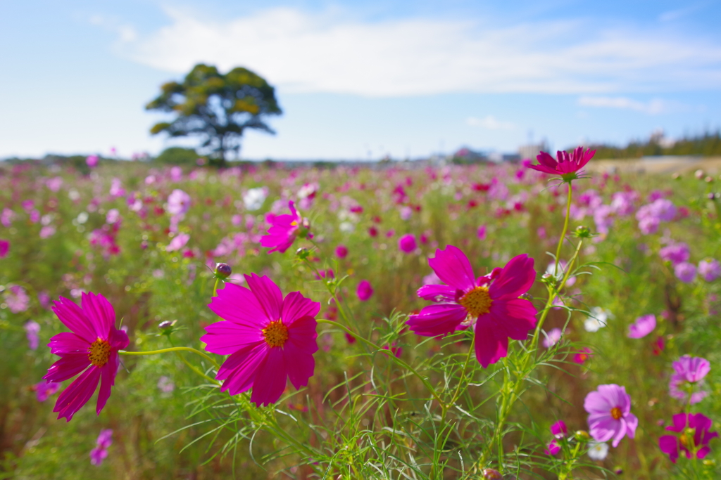 秋桜