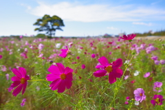 秋桜