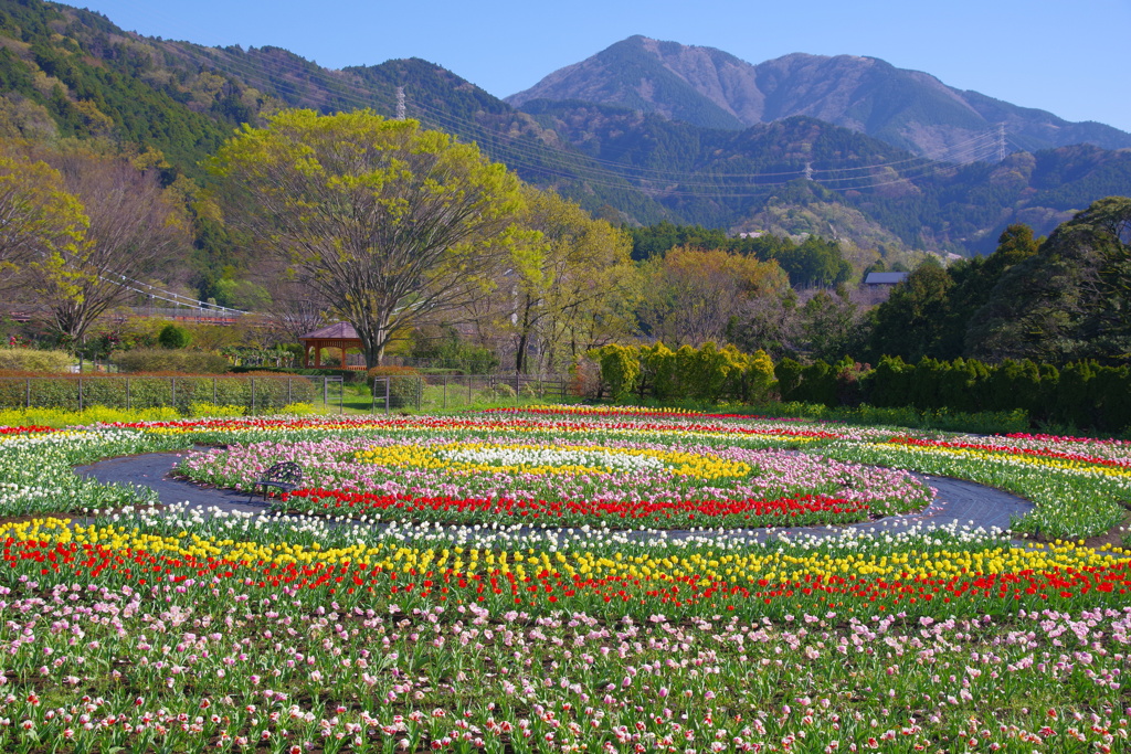 チューリップの公園