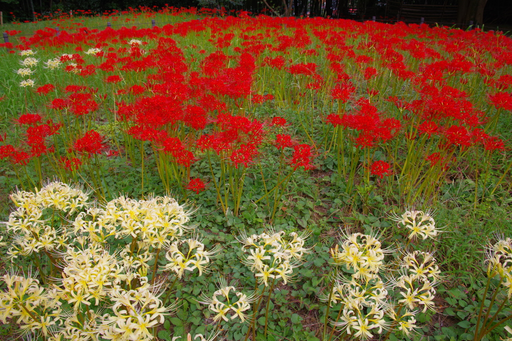紅白の公園