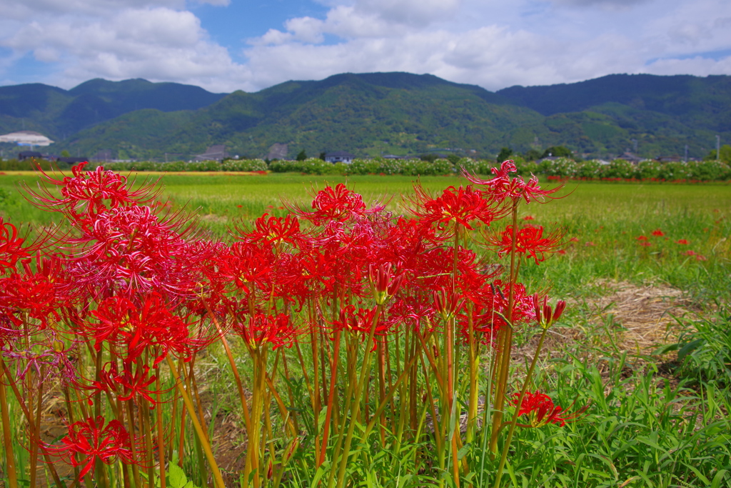 里山