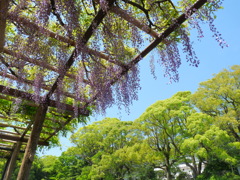 藤棚、青空