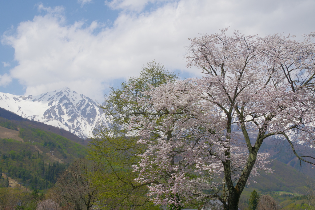 桜と雪山