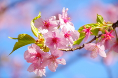 桜