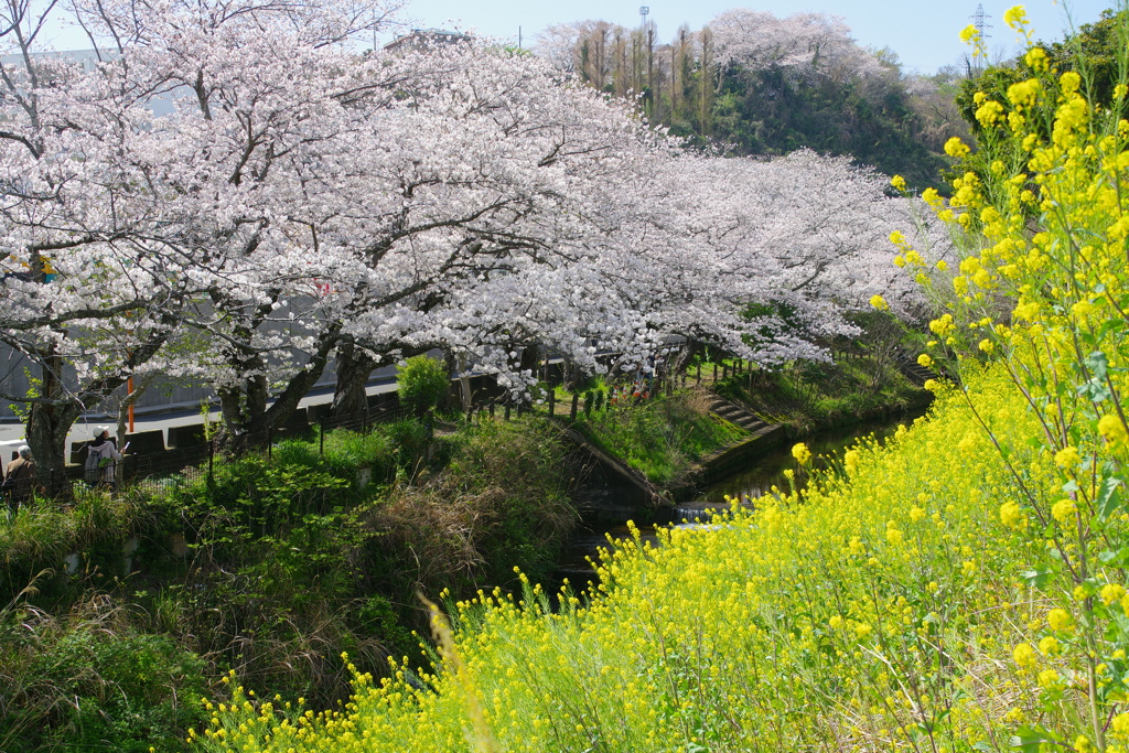 桜と菜の花と