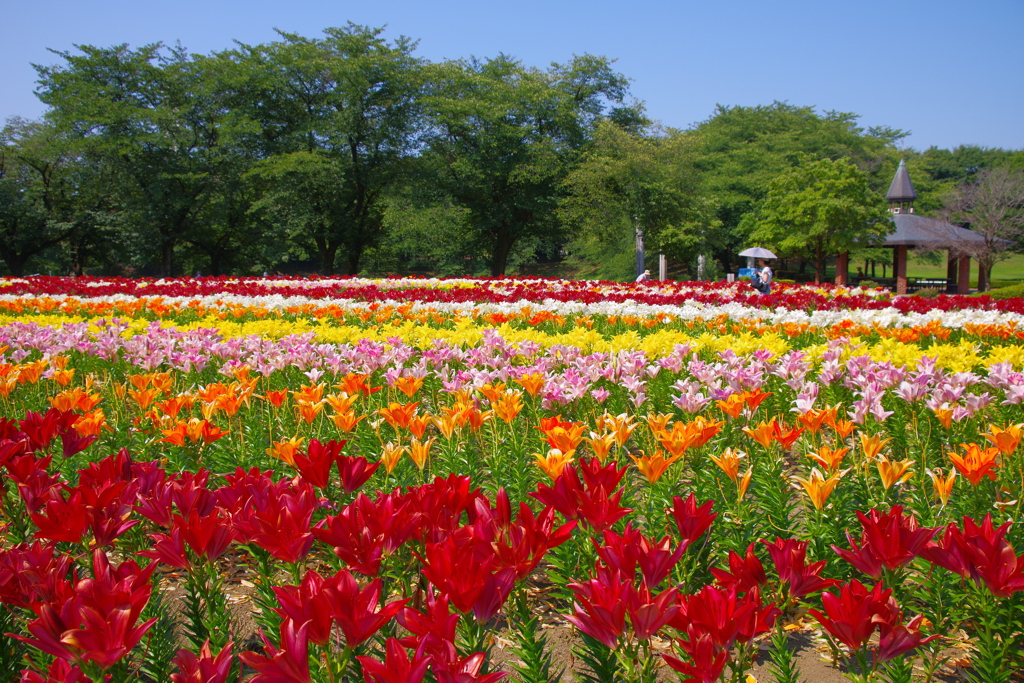 七色の公園