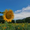 向日葵