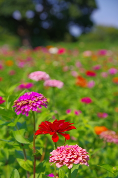 百日草乱舞