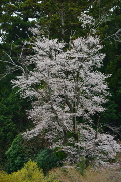 山の桜