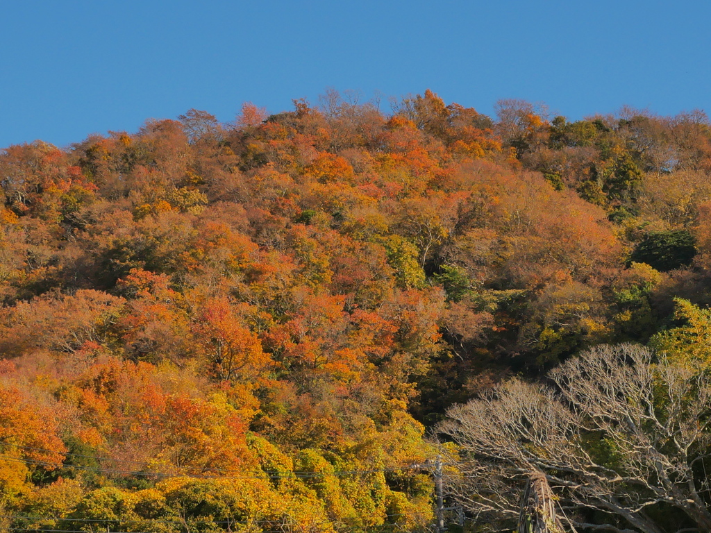 紅葉する吾妻山