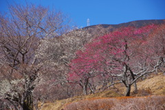 晴天の紅梅白梅