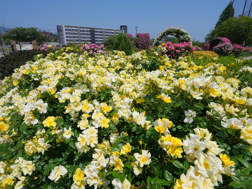 薔薇乱舞