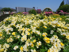 薔薇乱舞