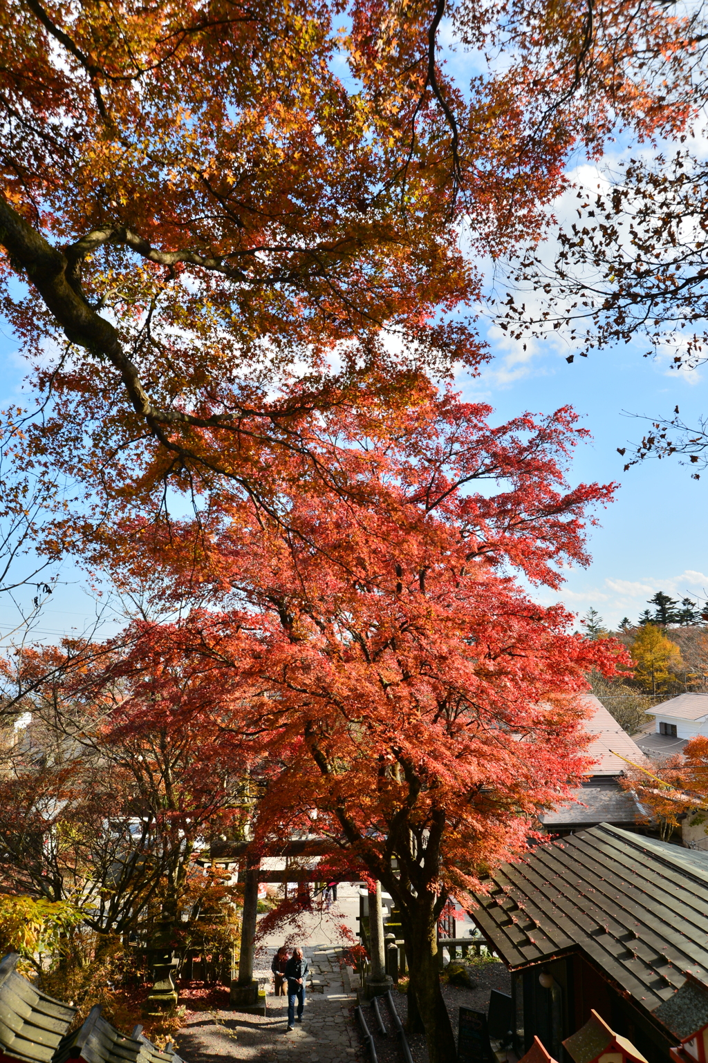 神社の秋