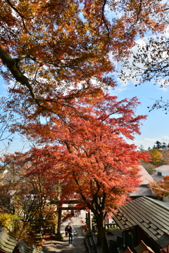 神社の秋