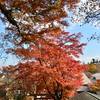 神社の秋