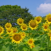 ひまわり乱舞