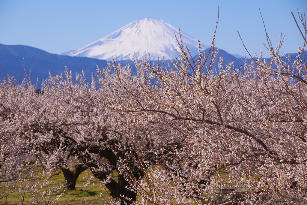 富士山と梅林