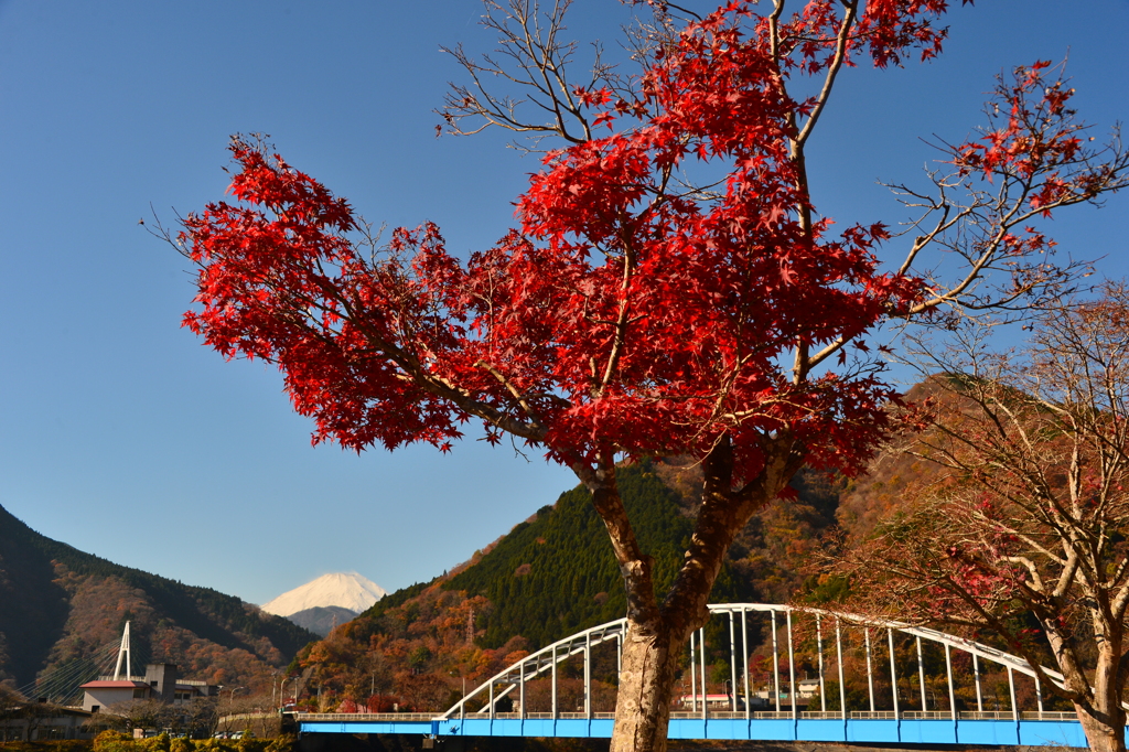 富士と紅葉と橋と