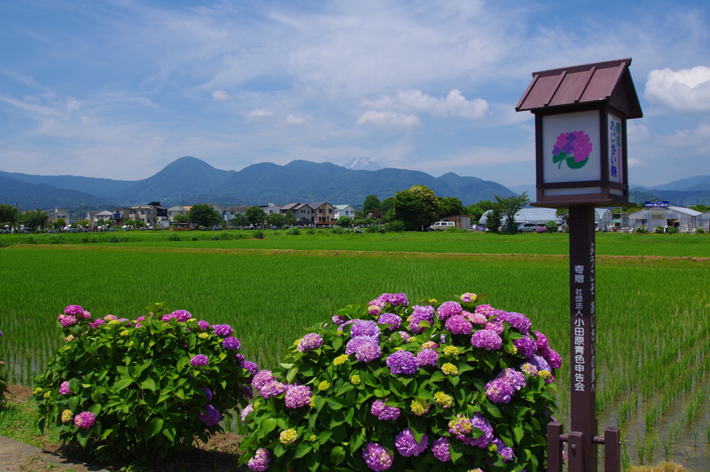 紫陽花の里