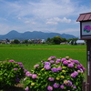 紫陽花の里