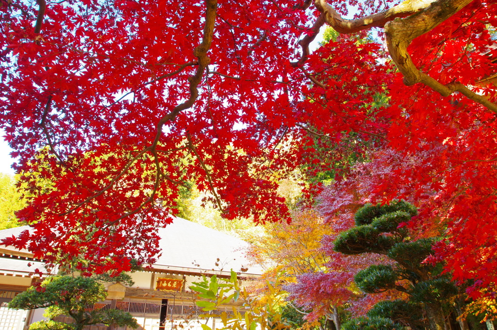 紅葉の寺