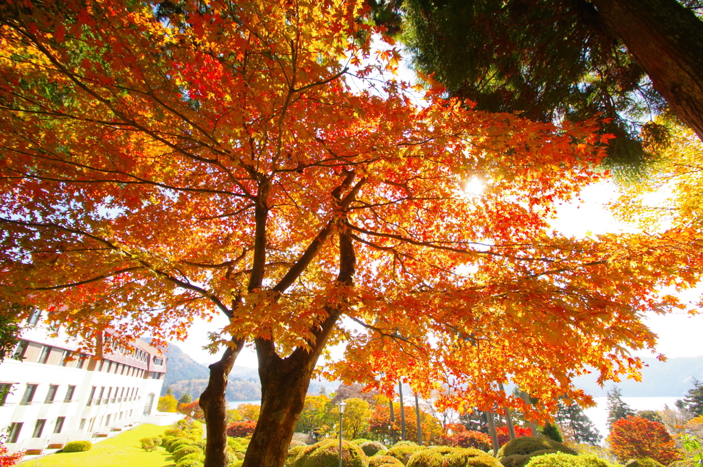 秋のホテル庭園