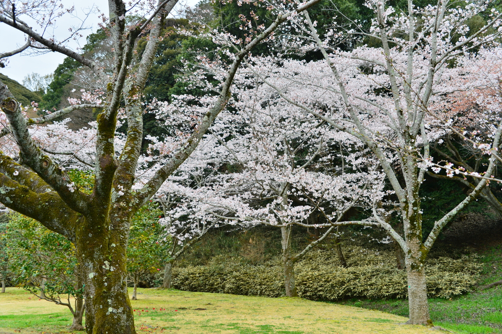 満開の桜