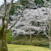 満開の桜