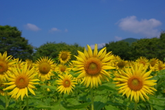 夏空