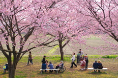 桜の中で