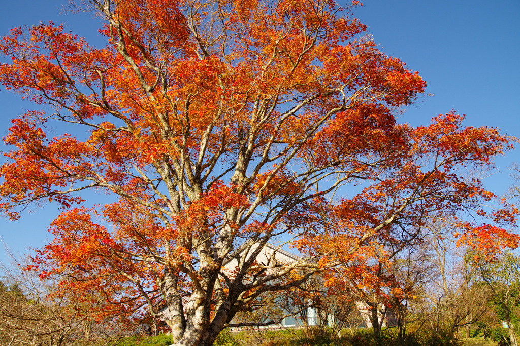 大木の紅葉