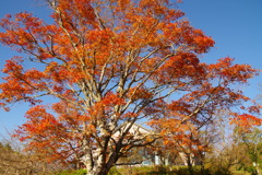 大木の紅葉