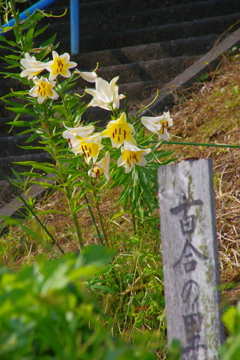 百合の里のゆり