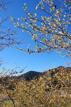 蝋梅の空