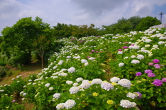 紫陽花の斜面