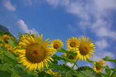 夏空のひまわり