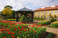 チューリップの庭園