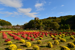 ざる菊と秋空