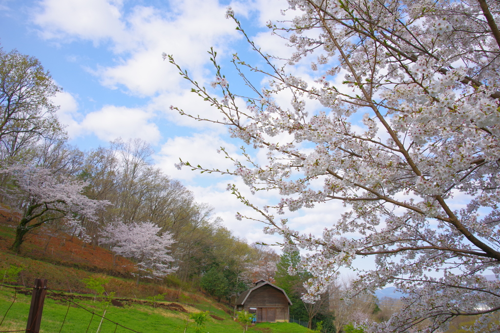 春空と桜