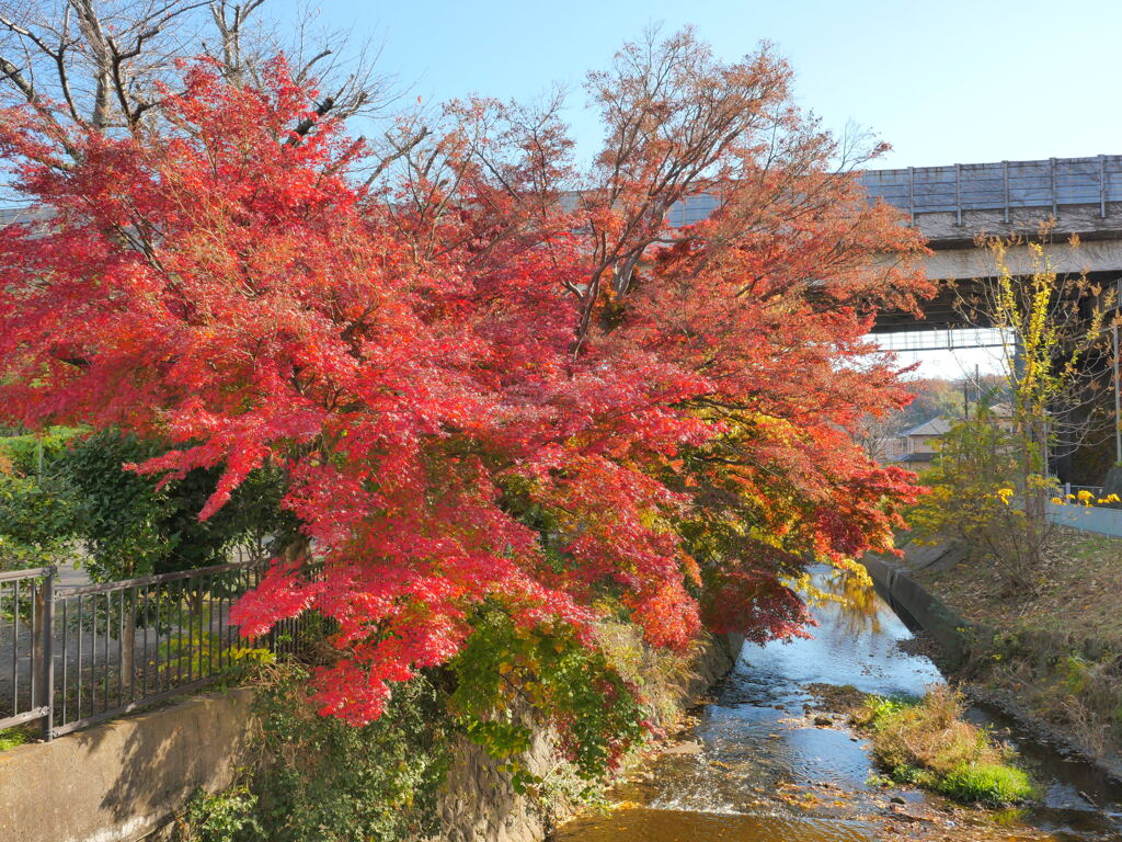葛川の紅葉