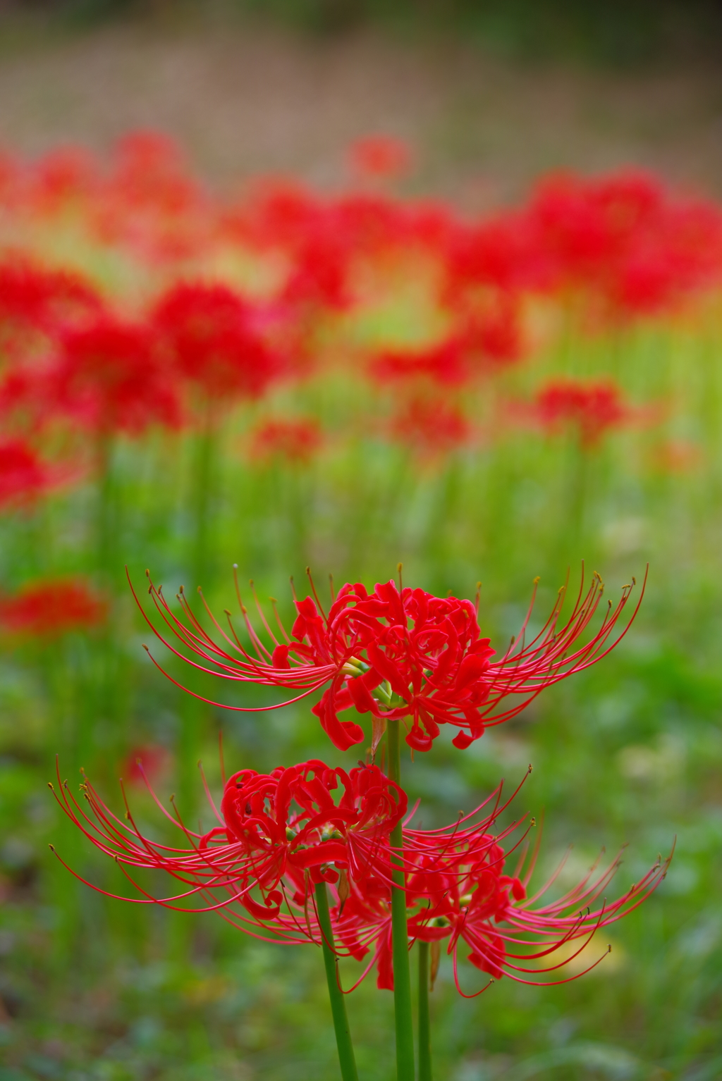彼岸花