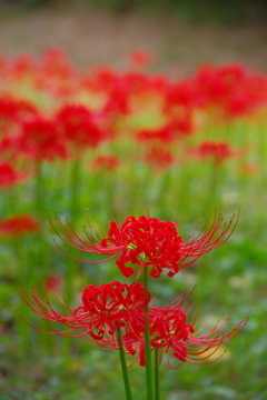 彼岸花