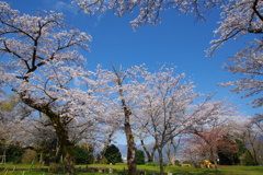 青空と桜