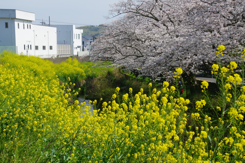 小川の春景