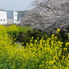小川の春景