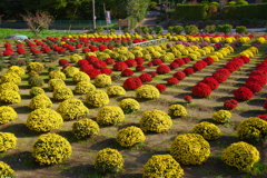ざる菊