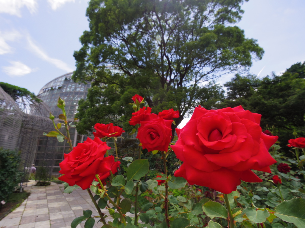 薔薇の公園