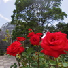 薔薇の公園