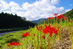 彼岸花